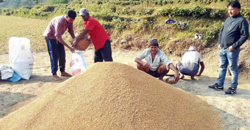 सरकारले तोकेको भन्दा बढी मूल्य तिरेर सहकारीले धान खरिद गरे